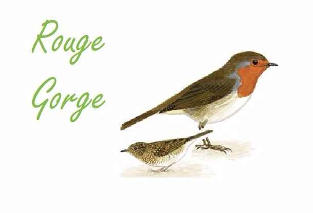 Rouge Gorge