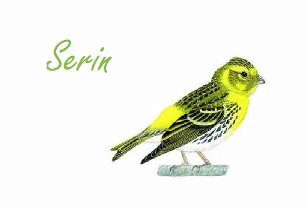 Serin