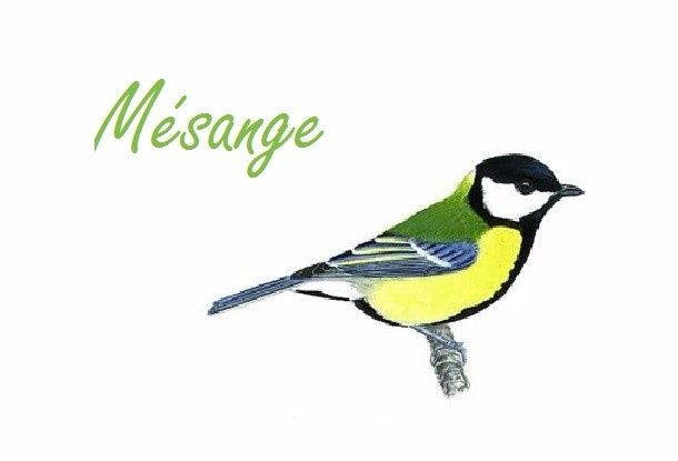 Mésange