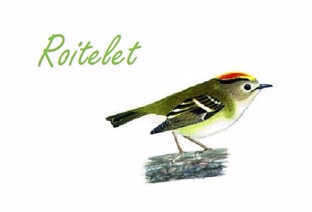 Roitelet