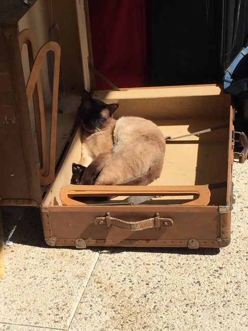 Notre trouvaille de ce samedi!! the valise - 1