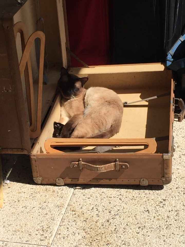 Notre trouvaille de ce samedi!! the valise - 1