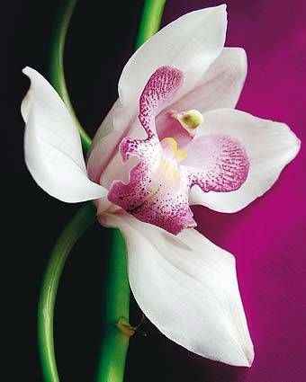 B. L'orchidée