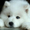 Bastien