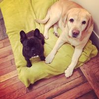 Les animaux à un mariage - vos avis/expériences? - 1