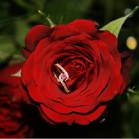 Quelle bague a-t-il choisi ? - 1