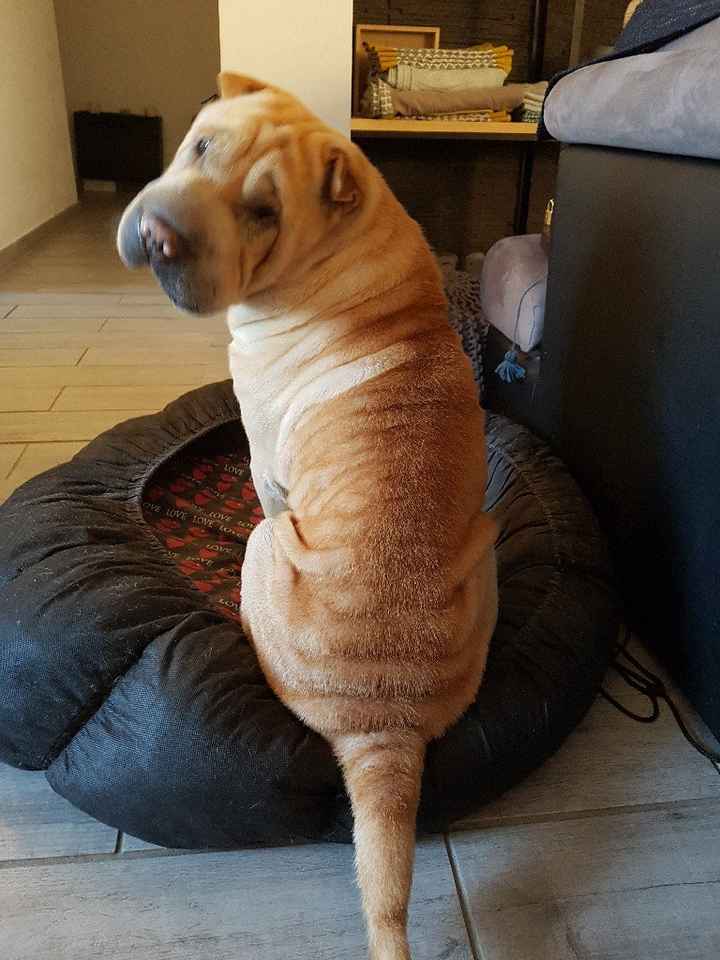 Comment s'appellent vos animaux poilus ? - 2