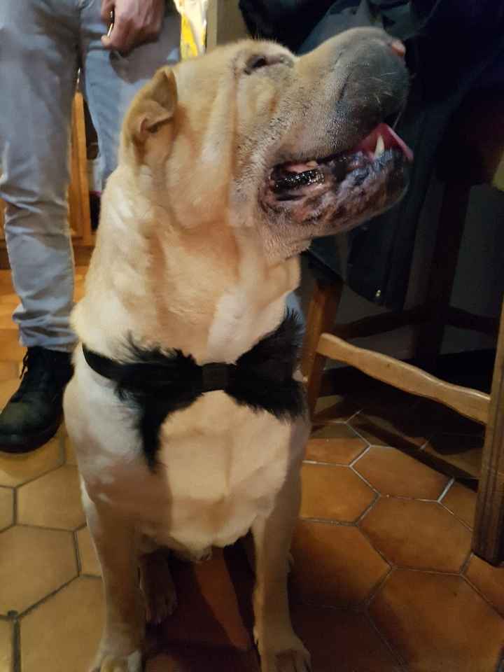 Chien au mariage - 1