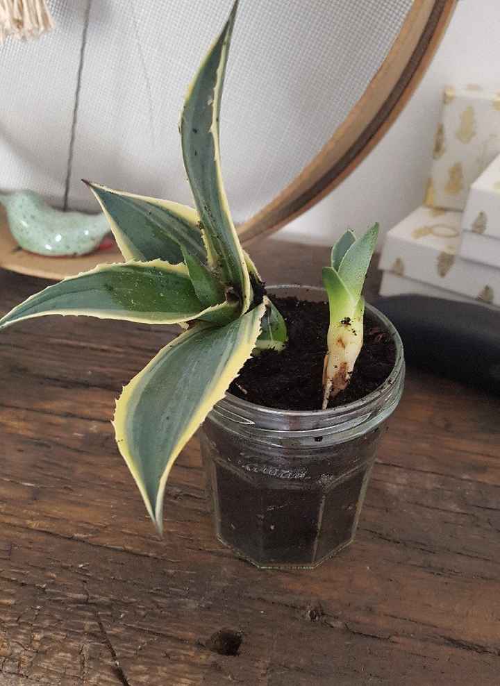 Cactus addict - 1