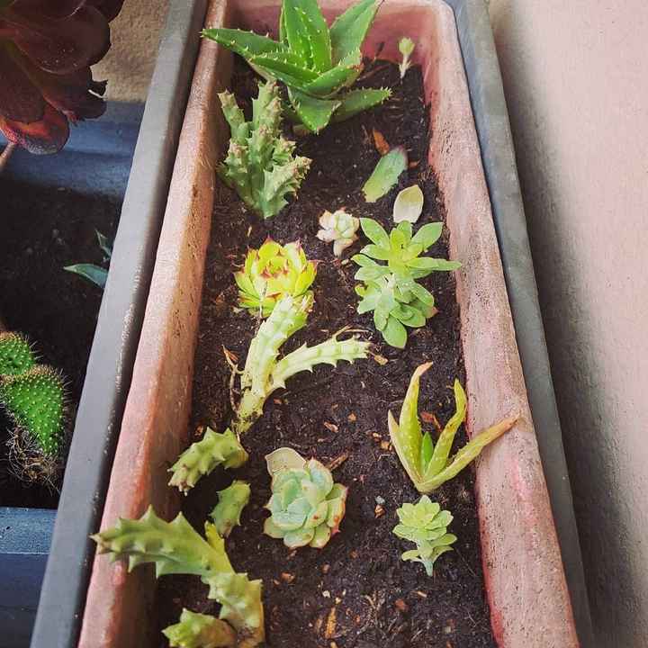 Cactus addict - 3