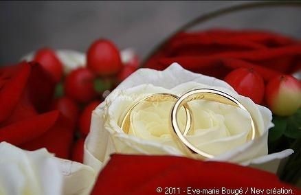 alliance   rose blanche