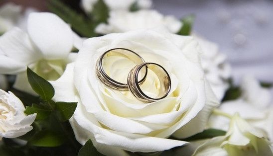 allianc   rose blanche