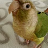 Une aide encombrante .. - 1