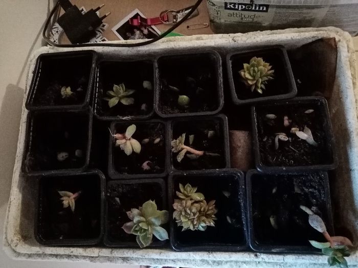 Mini succulentes 1