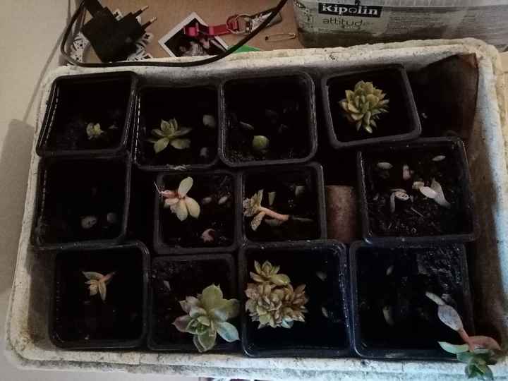 Mini succulentes - 1