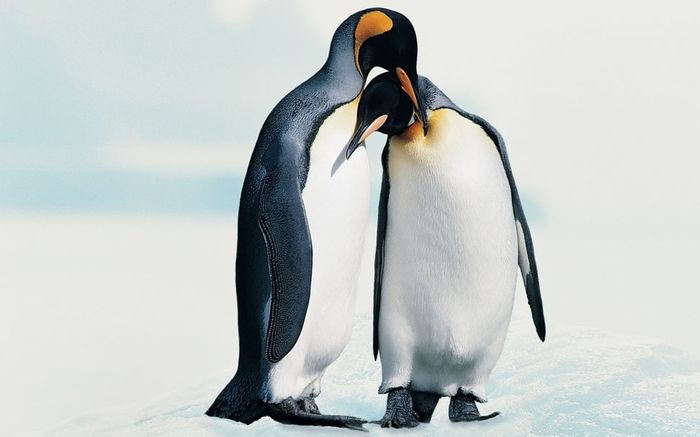 amour