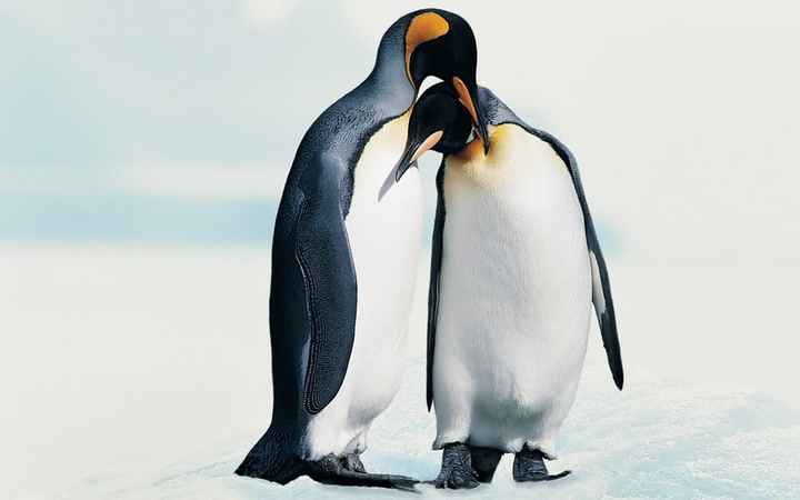 amour