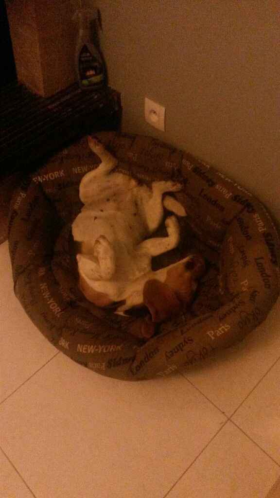 Mariage et chien - 1