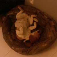 Mariage et chien - 1