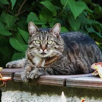 Mon petit bébé chat 😋 - 1