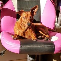 Comment s'appellent vos animaux poilus ? - 1