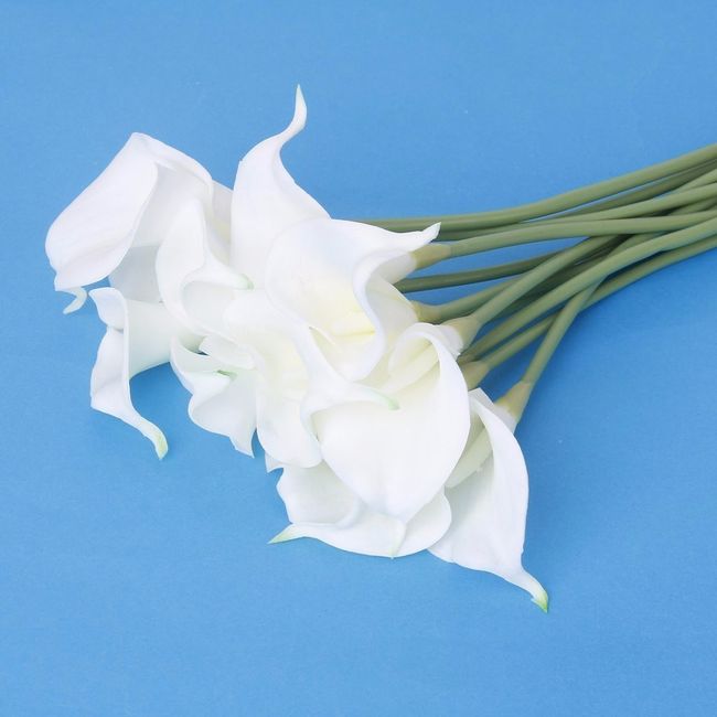 calla blanche