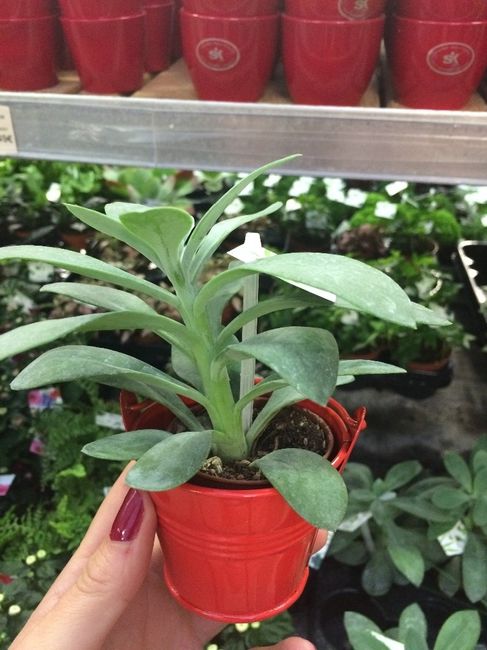 Plantes et pots