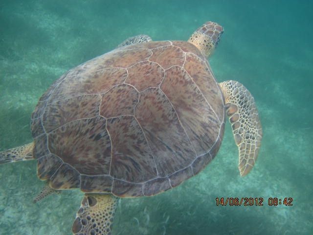 Nage avec les tortues