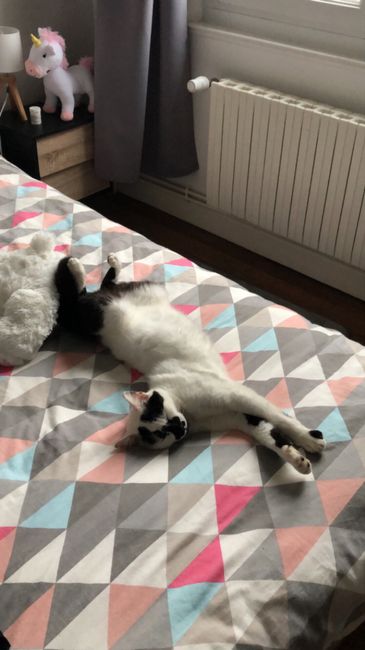 Avez-vous un animal de compagnie en commun ?🐶 26