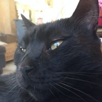 Nos animaux ! - 1