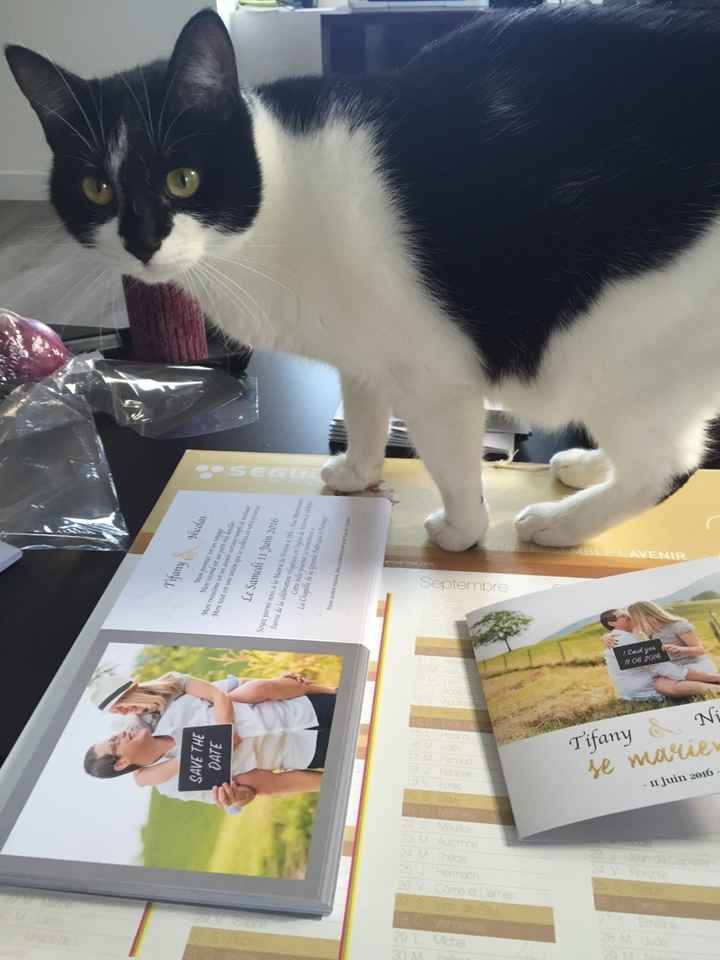 Madame chat ^^ - 1