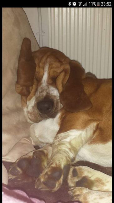 Le meilleur ami de l'homme 🐶🐱 7