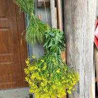 Atelier fleurs séchées - 1