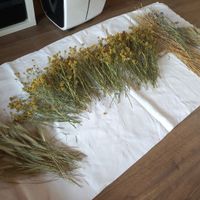 Atelier fleurs séchées - 4