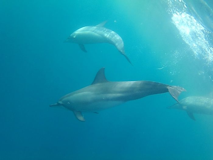 la sortie dauphins