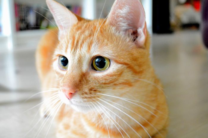 Tigrou