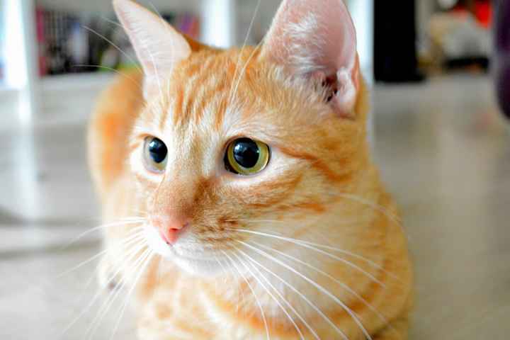 Tigrou