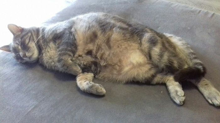 Comment s'appellent vos animaux poilus ? - 1