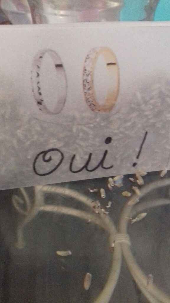 Sachet lavande ou cornet - 1