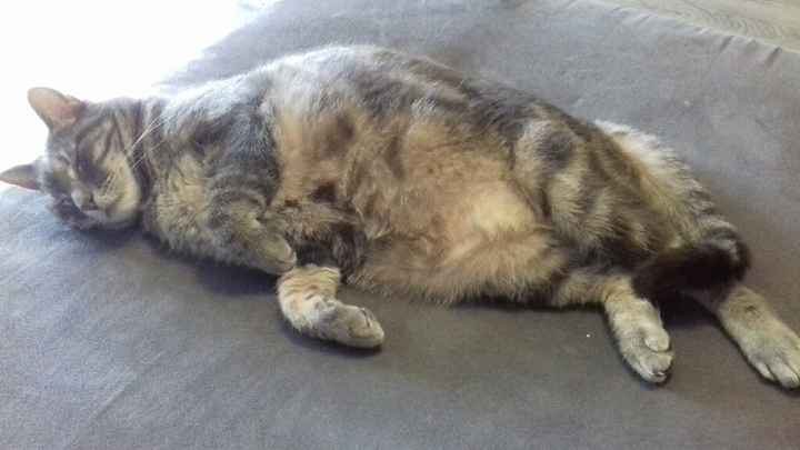 Comment s'appellent vos animaux poilus ? - 1