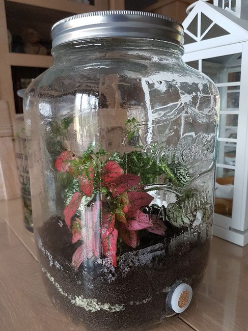 Centre de table terrarium 2