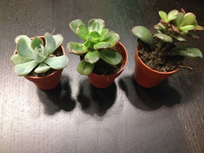 Mini cactus