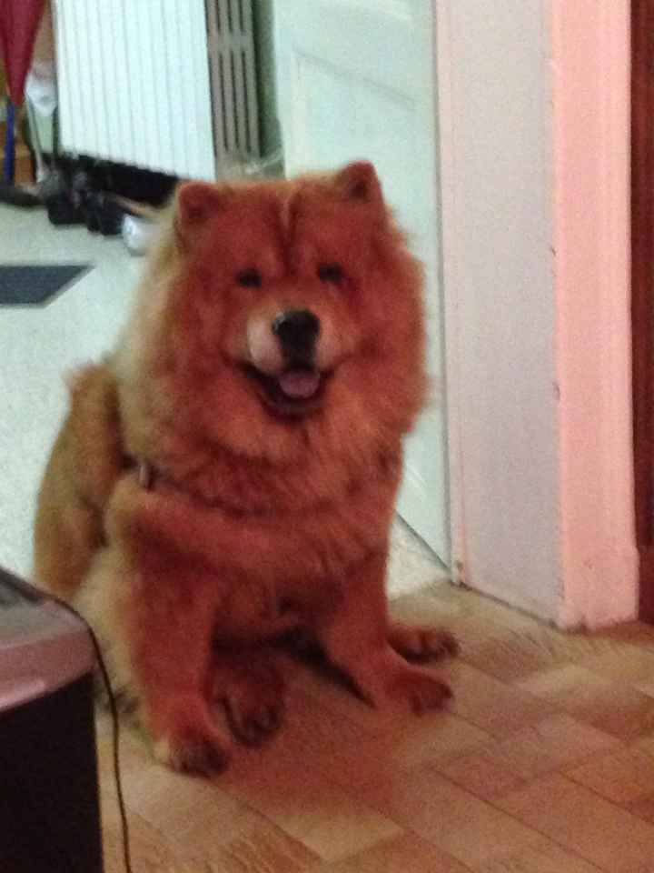 Nos animaux ! - 2