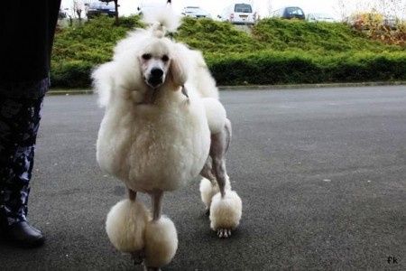 caniche royal