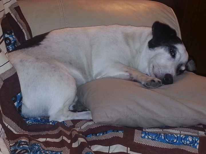 Un animal de compagnie à la maison juste après le mariage ? - 1