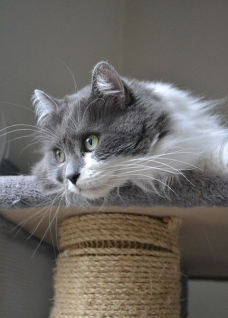 Et les animaux dans tout ca? - 2