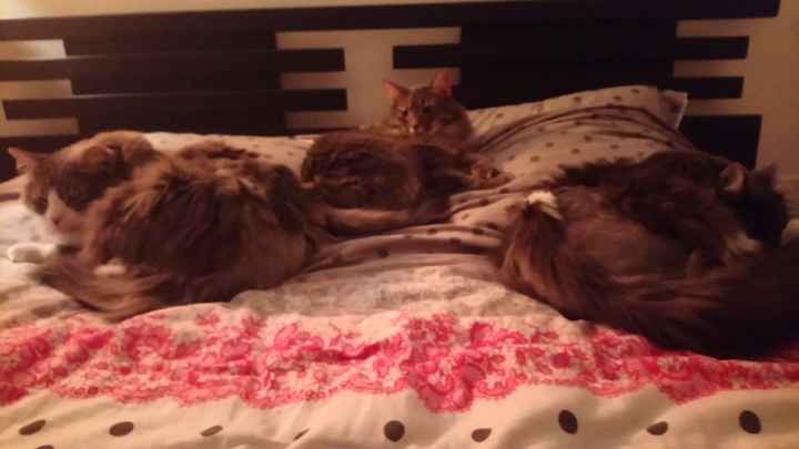 Mariage avec nos animaux - 1