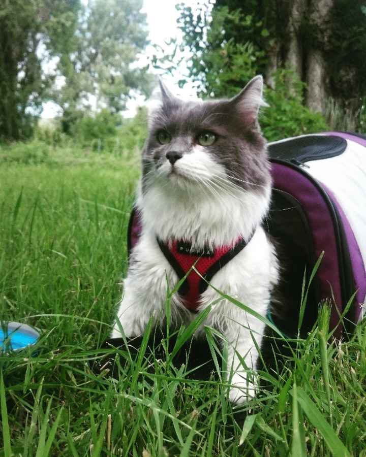 La place de nos animaux dans notre mariage - 1