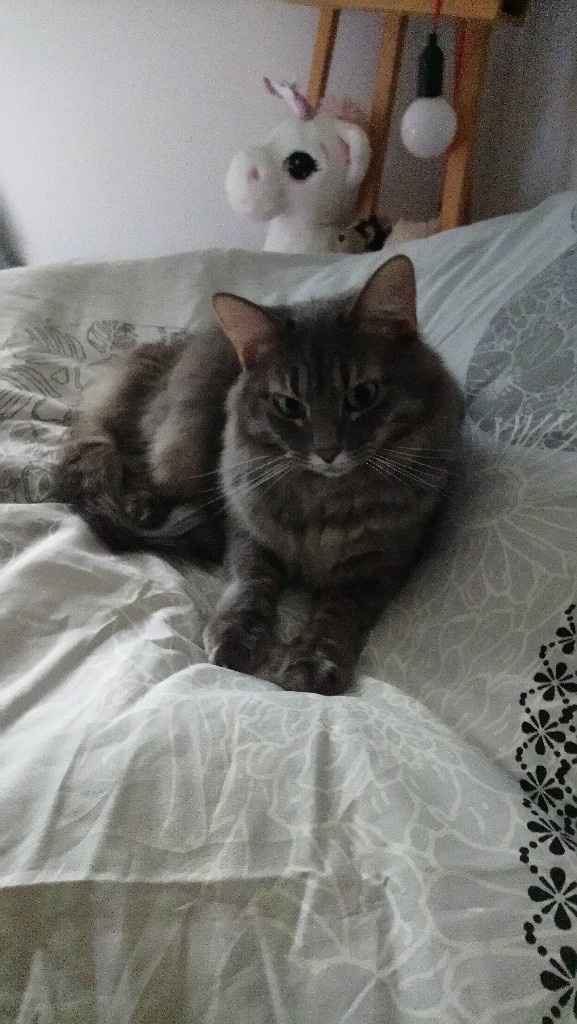 La place de nos animaux dans notre mariage - 2