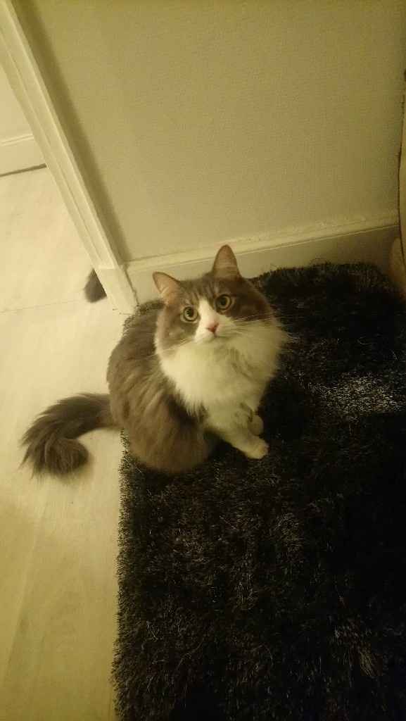 La place de nos animaux dans notre mariage - 3